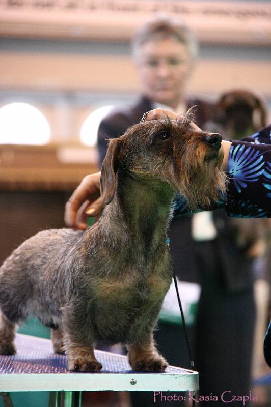 Crufts2011_2 1313.jpg